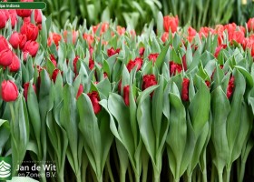 Tulipa Indiana ® (2)